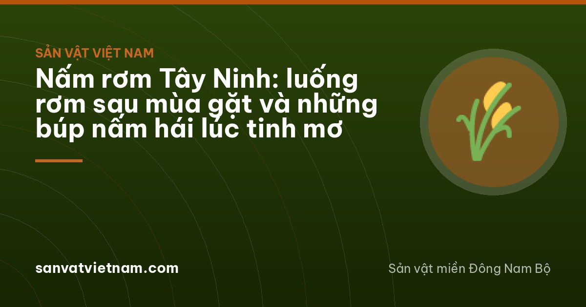 Early morning field after rice harvest, long low mounds of straw beside a hedge, a woman crouching seen from behind picking small grey mushroom buttons into a bamboo basket