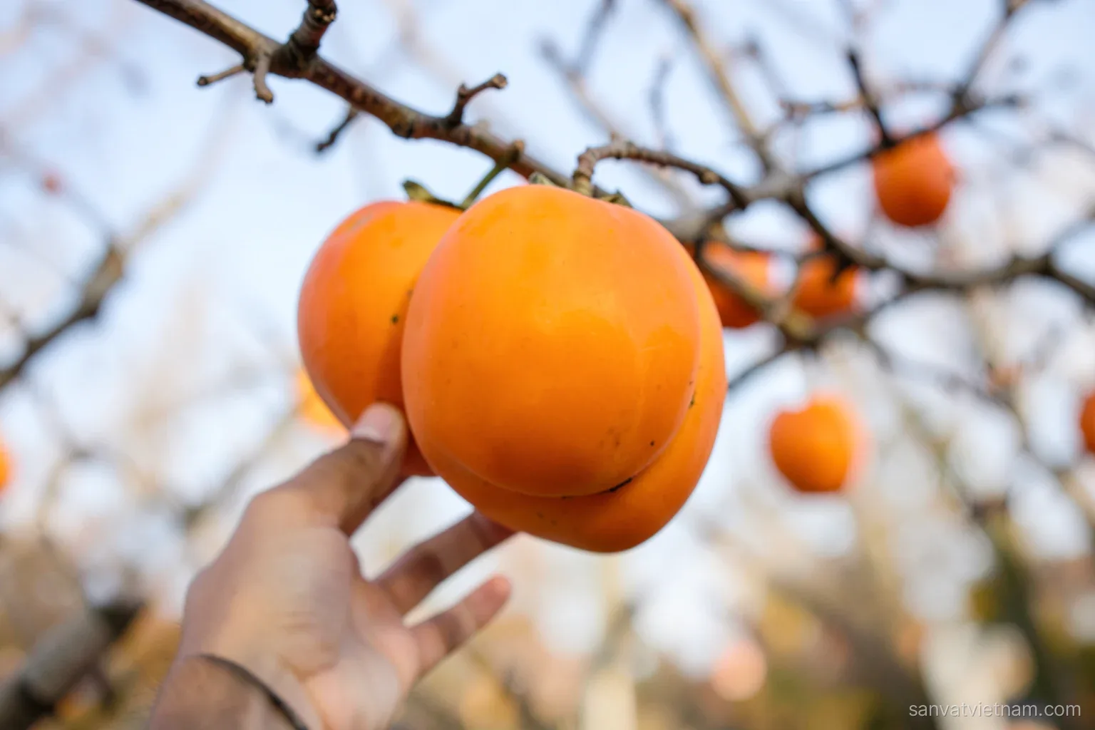Close-up of flat orange persimmons with a distinct ring groove around the middle hanging on a leafless branch against a pale autumn sky, a hand reaching in