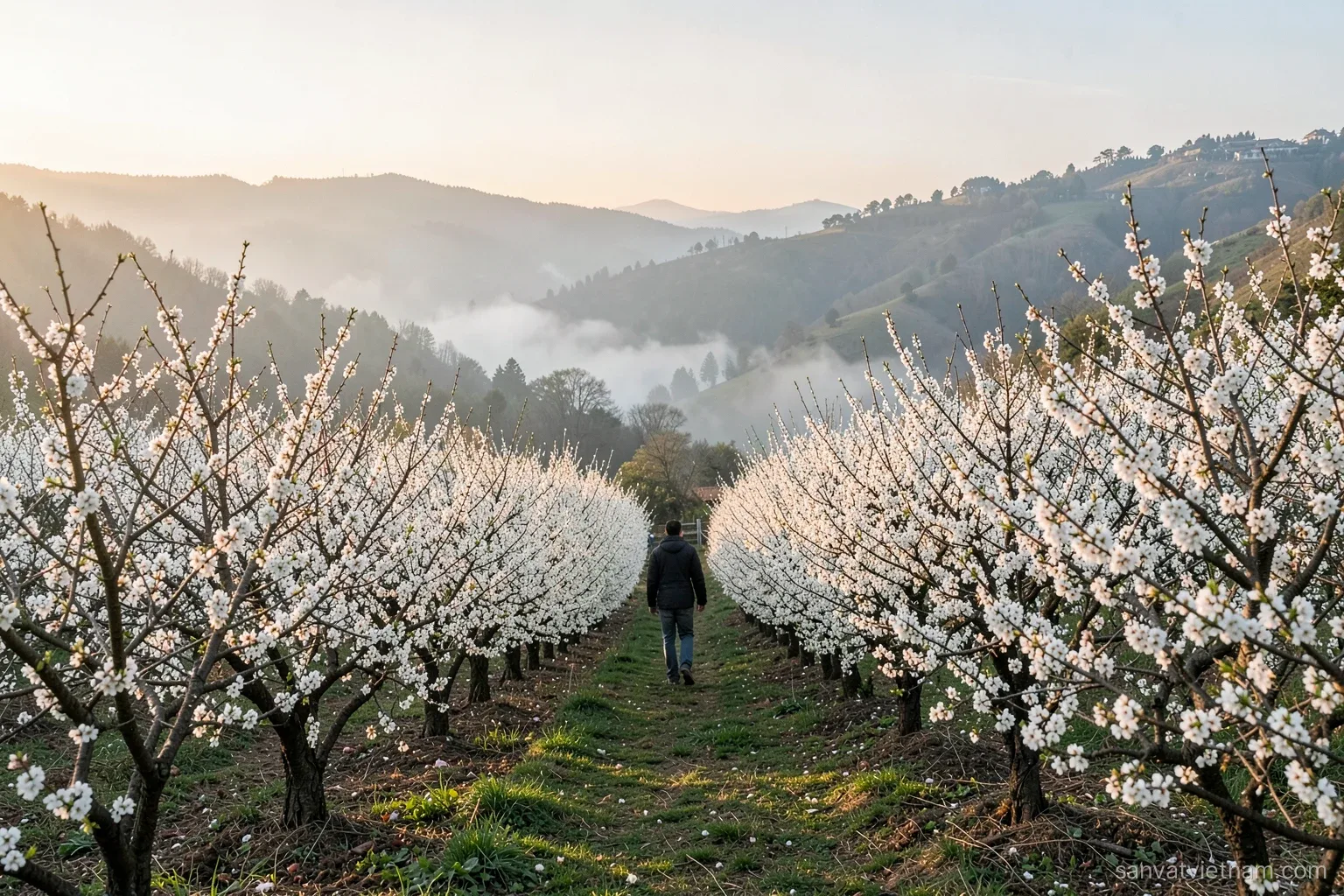 Wide view of a plum orchard in full white blossom on rolling highland hills at dawn, mist in the valley, a lone figure walking between rows seen from behind