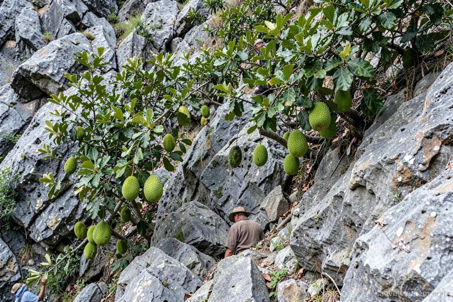 Custard apple trees growing among grey limestone rocks on a steep slope, green knobby fruits hanging low, a farmer in a hat seen from behind climbing between boulders