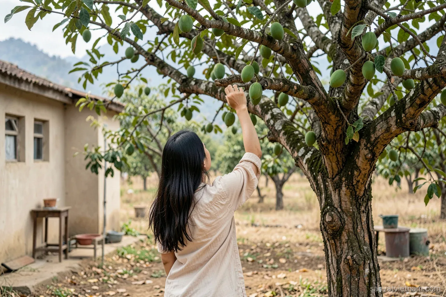A Thai woman seen from behind reaching up to pick small round green mangoes from a large old tree in a dry valley orchard, hazy hills beyond